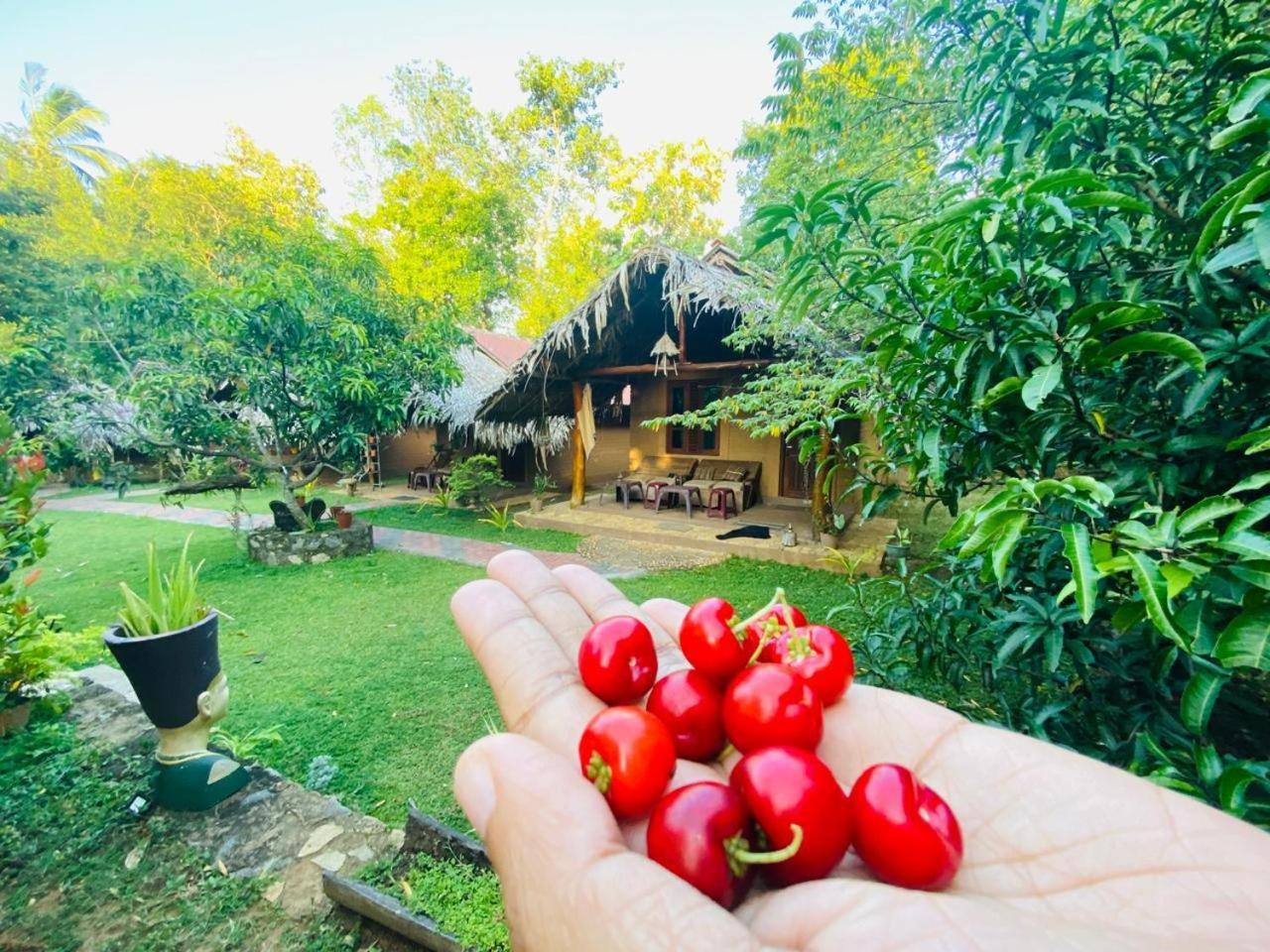 Hasthi Safari Cottage Udawalawe Εξωτερικό φωτογραφία